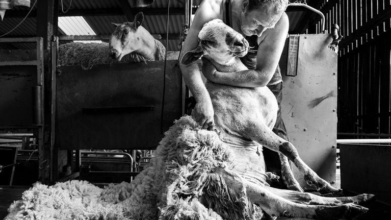 Black and white photo of a farmer shearing sheep in Bransdale